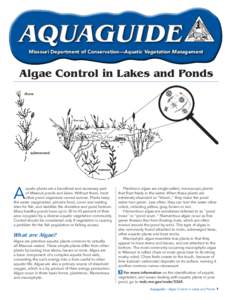 AQUAGUIDE Missouri Department of Conservation—Aquatic Vegetation Management Algae Control in Lakes and Ponds chara