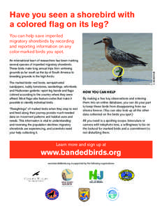 Have you seen a shorebird with a colored flag on its leg? You can help save imperiled