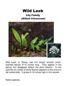 Wild Leek Lily Family (Allium tricoccum)  Wild Leek, or Ramp, has 2-3 broad, smooth onionscented leaves, 8-10 inches long. They appear in the