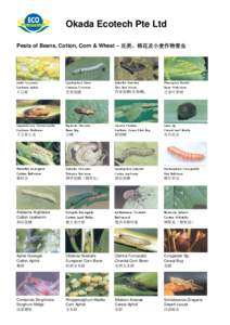 Okada Ecotech Pte Ltd Pests of Beans, Cotton, Corn & Wheat – 豆类、棉花及小麦作物害虫 Aphis Gyycines Soybean Aphid