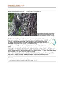White-throated Treecreeper / Certhiidae / Ornithology / Leucophaeus / Treecreeper / Eurasian Treecreeper / Australasian treecreeper / Climacteridae / Cormobates / Taxonomy