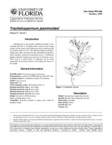 Fact Sheet FPS-586  October, 1999 Trachelospermum jasminoides1 Edward F. Gilman2