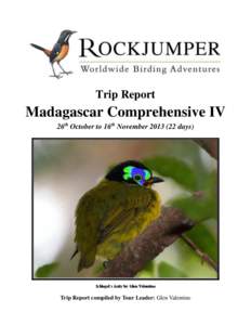 Trip Report  Madagascar Comprehensive IV 26th October to 16th November[removed]days)  Schlegel’s Asity by Glen Valentine