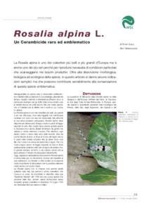 ECOLOGIA  Rosalia alpina L. Un Cerambicide raro ed emblematico  di PETER DUELLI