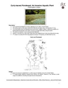 Potamogeton crispus / Rumex / Biology / Botany / Ecology / Rumex crispus / Potamogeton / Aquatic plants / Invasive plant species