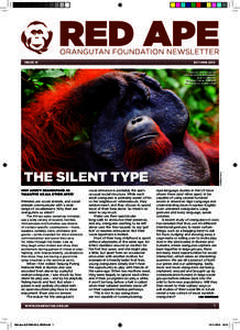 Issue 41  AUTUMN 2013 Doyok, an ex-captive male Bornean orangutan, now resident in