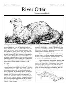 Wildlife Notebook Series No. 2  Utah Division of Wildlife Resources River Otter (Lontra canadensis)
