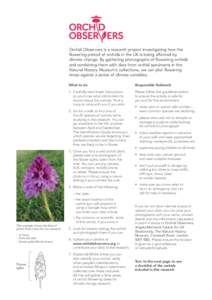 Orchidoideae / Orchids / Gymnadenia / Dactylorhiza / Flowers / Orchidaceae / Anacamptis / Platanthera bifolia / Orchis / Plant taxonomy / Botany / Asparagales