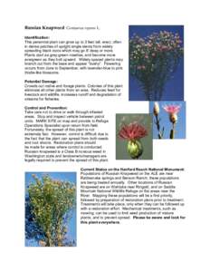 Russian Knapweed Centaurea repens L. Identification: This perennial plant can grow up to 3 feet tall, erect, often in dense patches of upright single stems from widely spreading black roots which may go 8’ deep or more