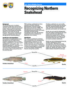 U.S. Fish & Wildlife Service  Recognizing Northern Snakehead Background The recent discovery of northern