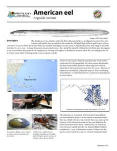 American eel Anguilla rostrata Image credit: Dave Neely  Description