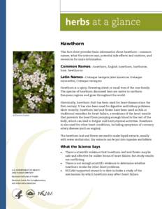 Hawthorn This fact sheet provides basic information about hawthorn—common names, what the science says, potential side effects and cautions, and resources for more information.  Common Names—hawthorn, English hawthor