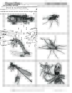 Dispersal Bingo  © mgf Moanalua Gardens Foundation • Draft January 2003 Plant & Animal Cards