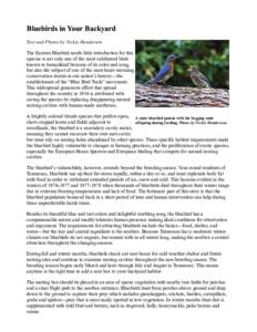 Text and Photos by Vickie Henderson The Eastern Bluebird needs little introduction for this species is not only one of the most celebrated birds known to humankind because of its color and song, but also the subject of o