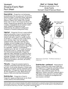 Vermont Invasive Exotic Plant Fact Sheet Giant or Common Reed