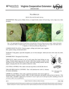 FLEA BEETLES By Eric Day and Alexandra Spring DESCRIPTION: Many species. Black, brown, or striped beetles; about 1/16 inch long. Active, hops away when disturbed  Fig. 1: left: palestriped flea beetle (Frank Peairs, Colo
