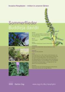 Invasive Neophyten – mitten in unseren Gärten  Sommerﬂieder Buddleja davidii Merkmale