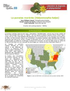 La punaise marbrée (Halyomorpha halys) Jean-Philippe Légaré, biologiste-entomologiste Joseph Moisan-De Serres, biologiste-entomologiste Mario Fréchette, technicien agricole Direction de la phytoprotection - MAPAQ
