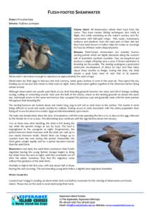 Seabirds / Birds of New Zealand / Birds of Western Australia / Biology / Procellariidae / Shearwater / Puffin / Bird / Wedge-tailed Shearwater / Zoology / Ornithology / Puffinus