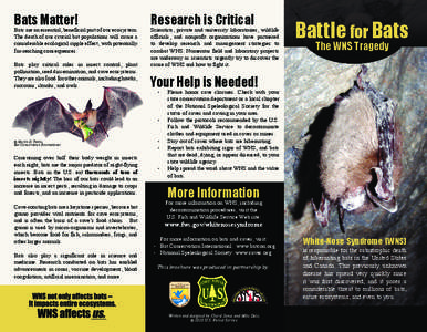 Bats are an essential, beneficial part of our ecosystem. The death of our crucial bat populations will cause a considerable ecological ripple effect, with potentially far-reaching consequences. Bats play critical roles i