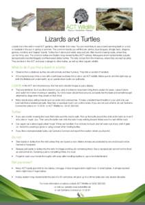    	
   Lizards and Turtles