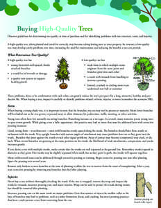 Buying High-Quality Trees Discover guidelines for determining tree quality at time of purchase and for identifying problems with tree structure, roots, and injuries. A high-quality tree, when planted and cared for correc