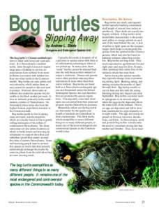 Bog Slipping Turtles Away by Andrew L. Shiels Nongame and Endangered Species Unit The bog turtle’s (Clemmys muhlenbergii)