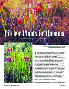 Pitcher Plants in Alabama By FRED NATION, Educator, Baldwin County The white-topped pitcher plant ranks among the world’s most beautiful plants.