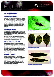 Plum pox virus What is plum pox virus? Scott Bauer, USDA Agricultural Research Service, Bugwood.org  Plum pox virus (also known as Sharka) is caused