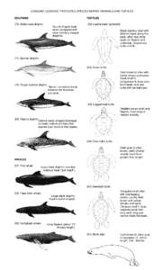 WESTERN PACIFIC PELAGIC MANAGEMENT UNIT SPECIES