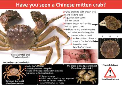 Have you seen a Chinese mitten crab? Grey-green to dark brown crab Long walking legs Squarish body up to 86 mm across Dense brown ‘fur’ on the
