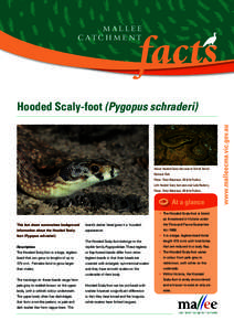 Pygopus lepidopodus / Pygopus / Scaly-breasted Lorikeet / Mallee / Herpetology / Geography of Australia / Legless lizards / Birds of Australia / Pygopodidae