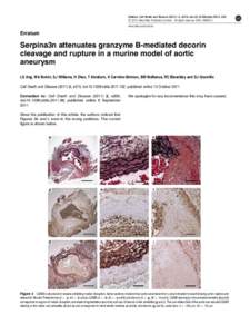 Serpina3n attenuates granzyme B-mediated decorin cleavage and rupture in a murine model of aortic aneurysm