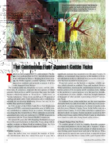 A buck feeds from a plastic 4-poster. The design of the device causes the buck to tilt its head toward the application rollers, ensuring that Tickicide is transferred to its head, neck, and ears.  WAYNE RYAN (D513-1)