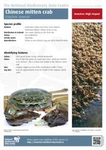 The National Biodiversity Data Centre  Chinese mitten crab Eriocheir sinensis  Documenting Ireland’s Wildlife