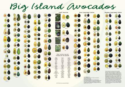 Big Island Avocados Chefs’ Favorites Rodrigues  Alpha