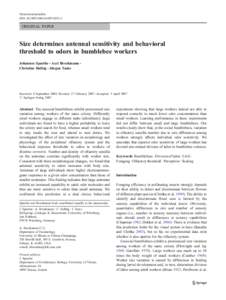 Naturwissenschaften DOI[removed]s00114[removed]ORIGINAL PAPER  Size determines antennal sensitivity and behavioral