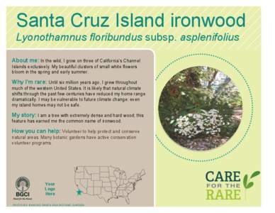 Santa Cruz Island ironwood Lyonothamnus floribundus subsp. asplenifolius About me: In the wild, I grow on three of California’s Channel Islands exclusively. My beautiful clusters of small white flowers bloom in the spr