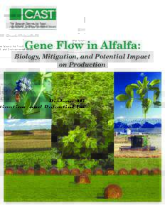Gene Flow in Alfalfa: Biology, Mitigation, and Potential Impact on Production Council for Agricultural Science and Technology 4420 West Lincoln Way, Ames, IA, USA