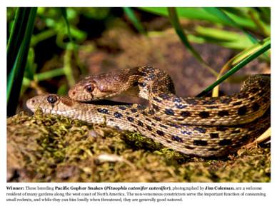 Pituophis / Heterodon / Hognose / Pacific Gopher Snake / Snake / Pituophis catenifer affinis / Western hog-nosed viper / Squamata / Colubrids / Herpetology