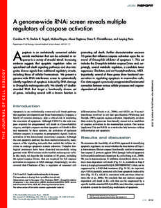 JCB: REPORT  A genome-wide RNAi screen reveals multiple regulators of caspase activation Caroline H. Yi, Dodzie K. Sogah, Michael Boyce, Alexei Degterev, Dana E. Christofferson, and Junying Yuan Department of Cell Biolog