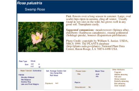 Swamp Rose (rosa palustris)