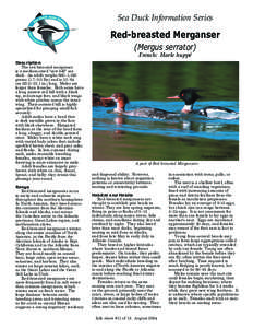 Sea Duck Information Series  Red-breasted Merganser (Mergus serrator) French: Harle huppé