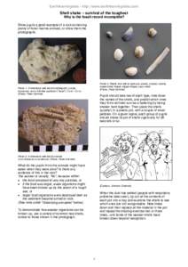 Earthlearningidea - http://www.earthlearningidea.com/  Shell shake – survival of the toughest Why is the fossil record incomplete?  Show pupils a good example of a rock containing