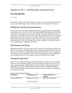 Microsoft Word - CarrionBeetles-Sugarbeets.doc