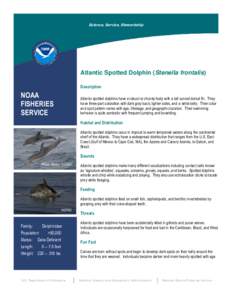 Science, Service, Stewardship  Atlantic Spotted Dolphin (Stenella frontalis) Description  NOAA