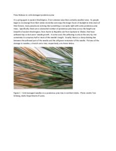 Press Release re: cold-damaged ponderosa pine It is spring again in eastern Washington, if not calendar-wise then certainly weather-wise. As people begin to re-emerge from their winter domiciles and enjoy the longer hour