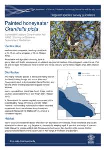 Targeted species survey guidelines - painted honeyeater
