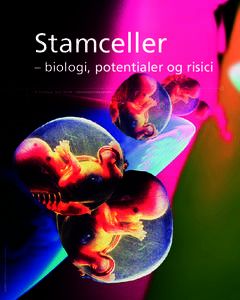 Stamceller – biologi, potentialer og risici Af Professor Poul Hyttel, Københavns Universitet FOTOMONTAGE: CARSTEN BRODER HANSEN