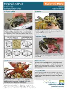 Carcinus maenas  Invasive to Maine Green Crab, European Shore Crab